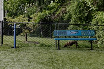 Dog park